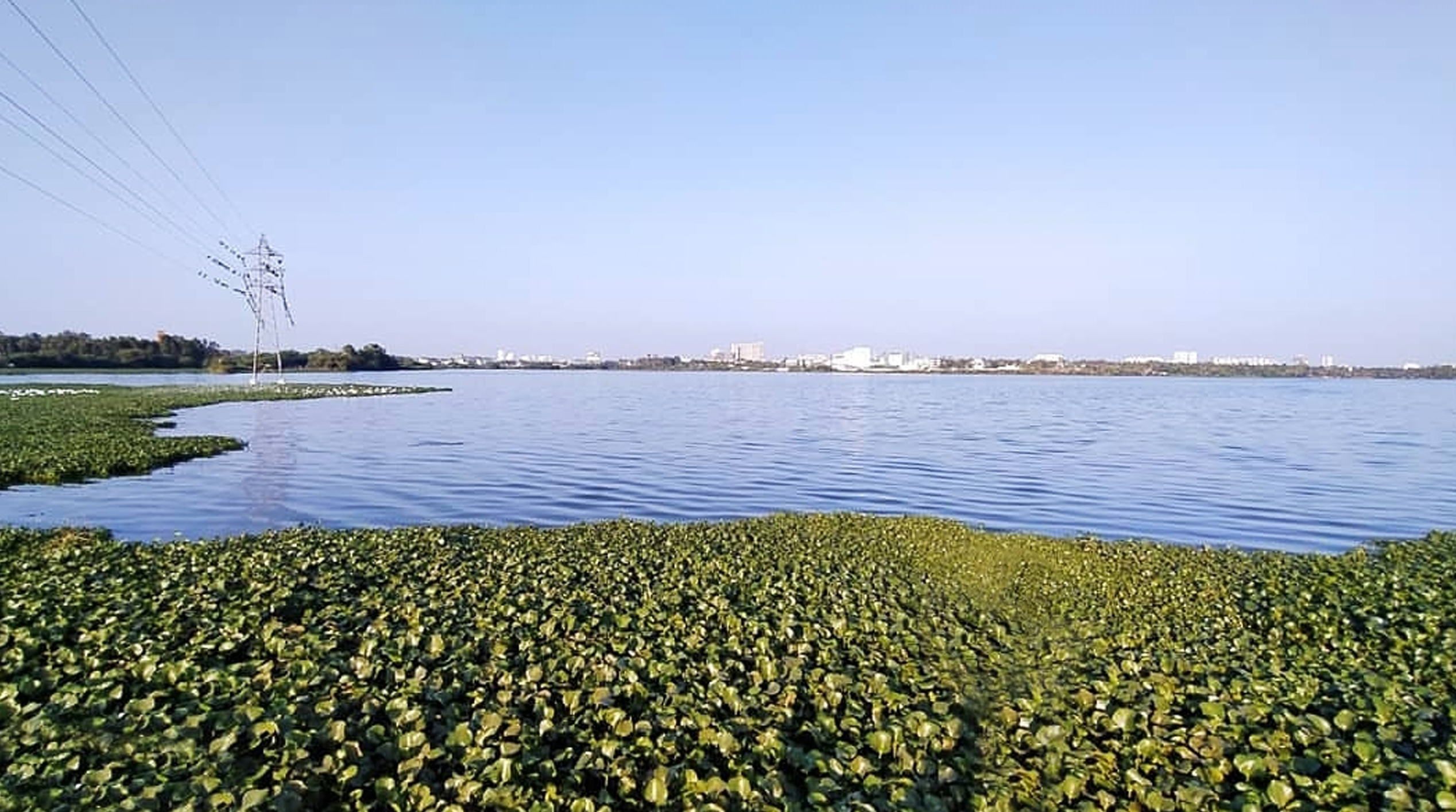 Hebbal Lake Bird Sanctuary