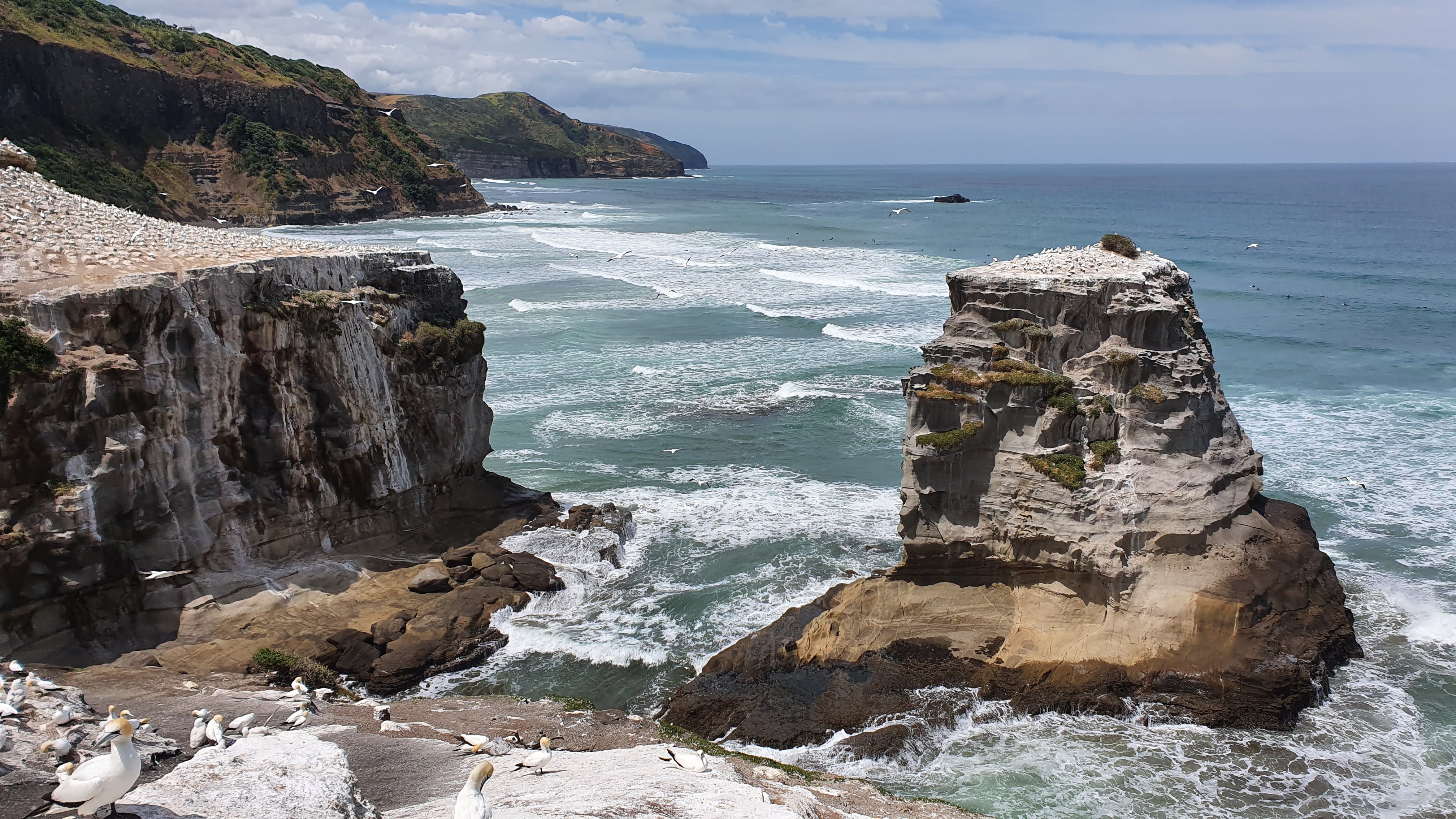 Muriwai Gannet Colony