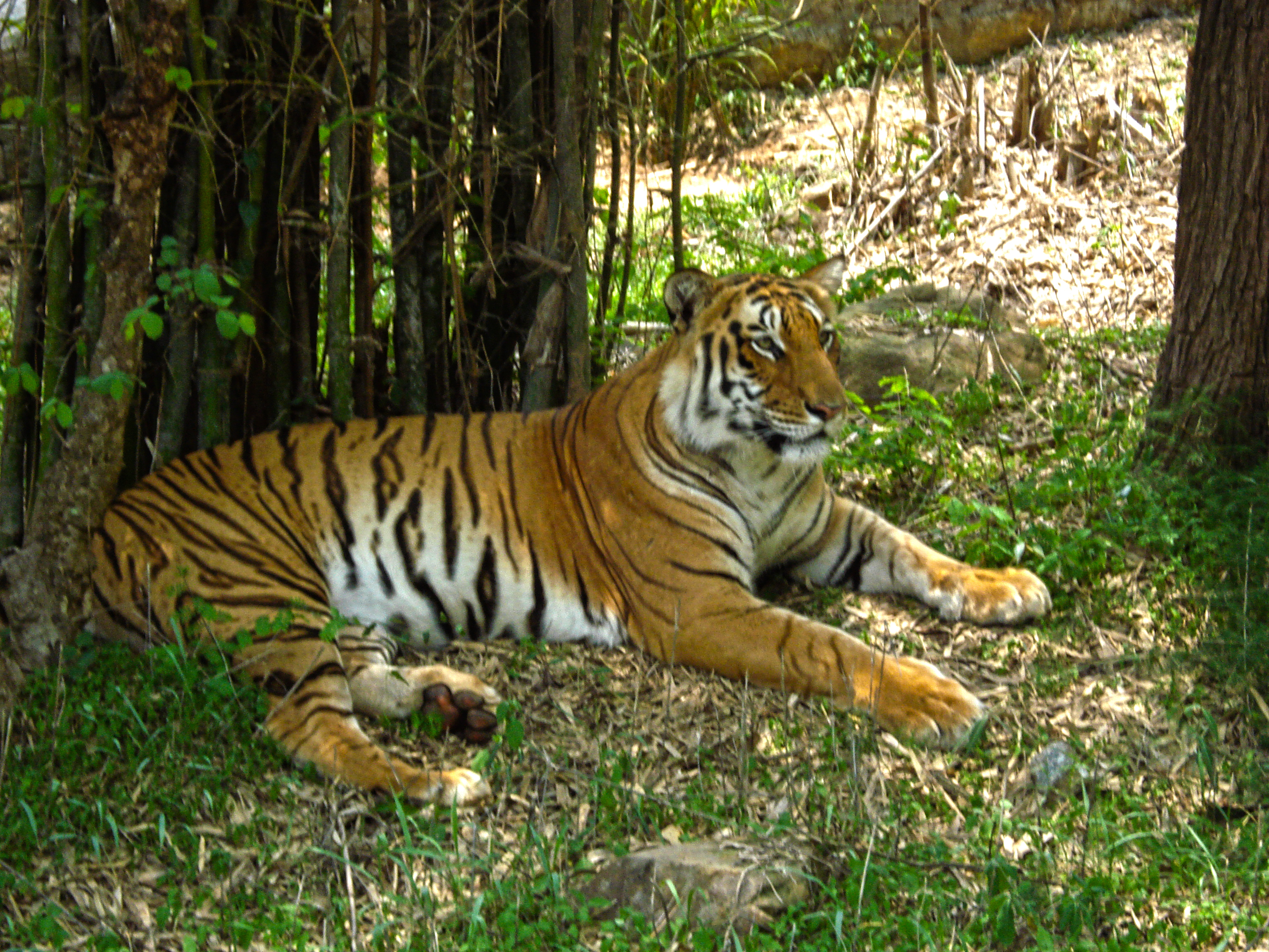 Bannerghatta Biological Park
