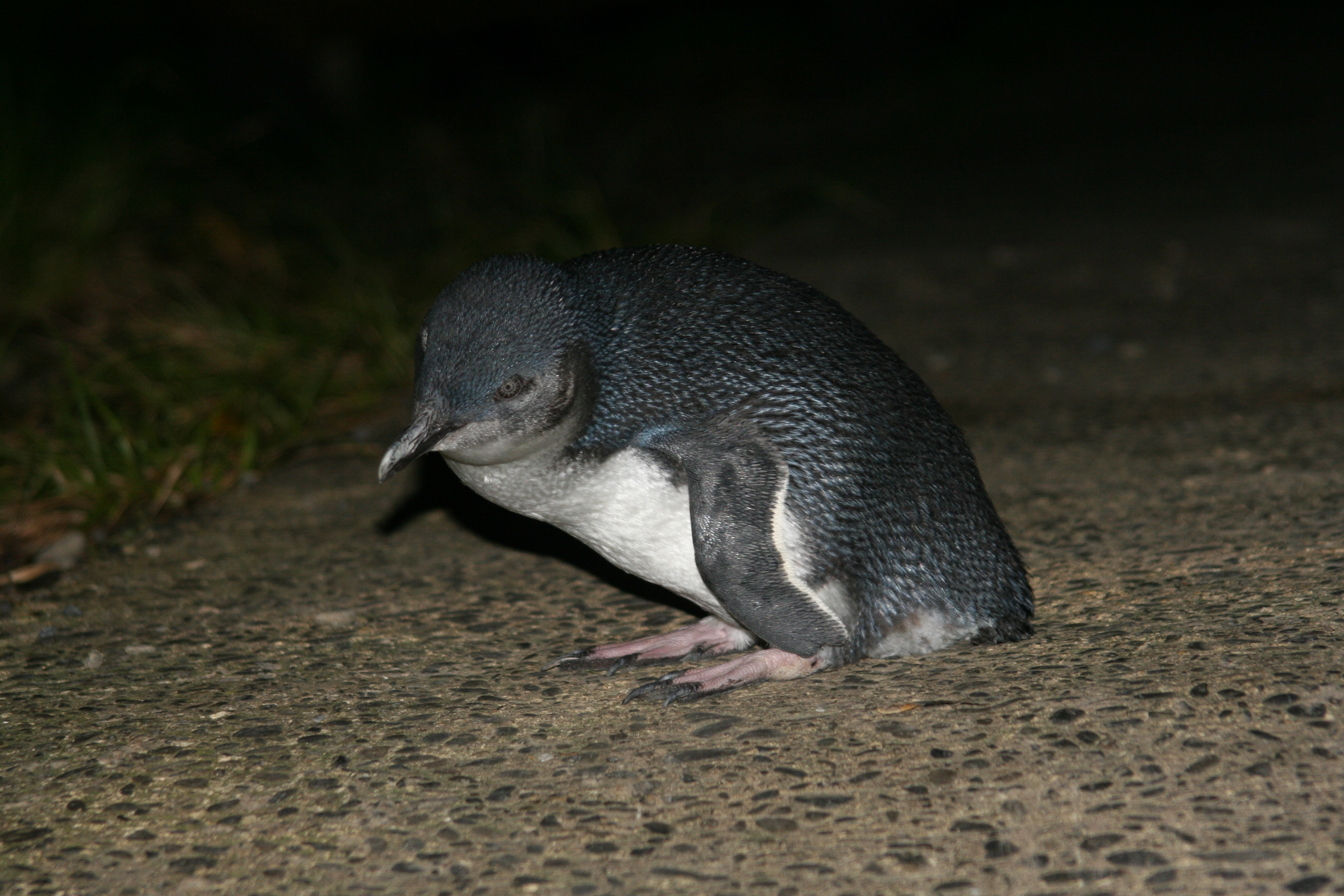 Philip Island Penguin Parade