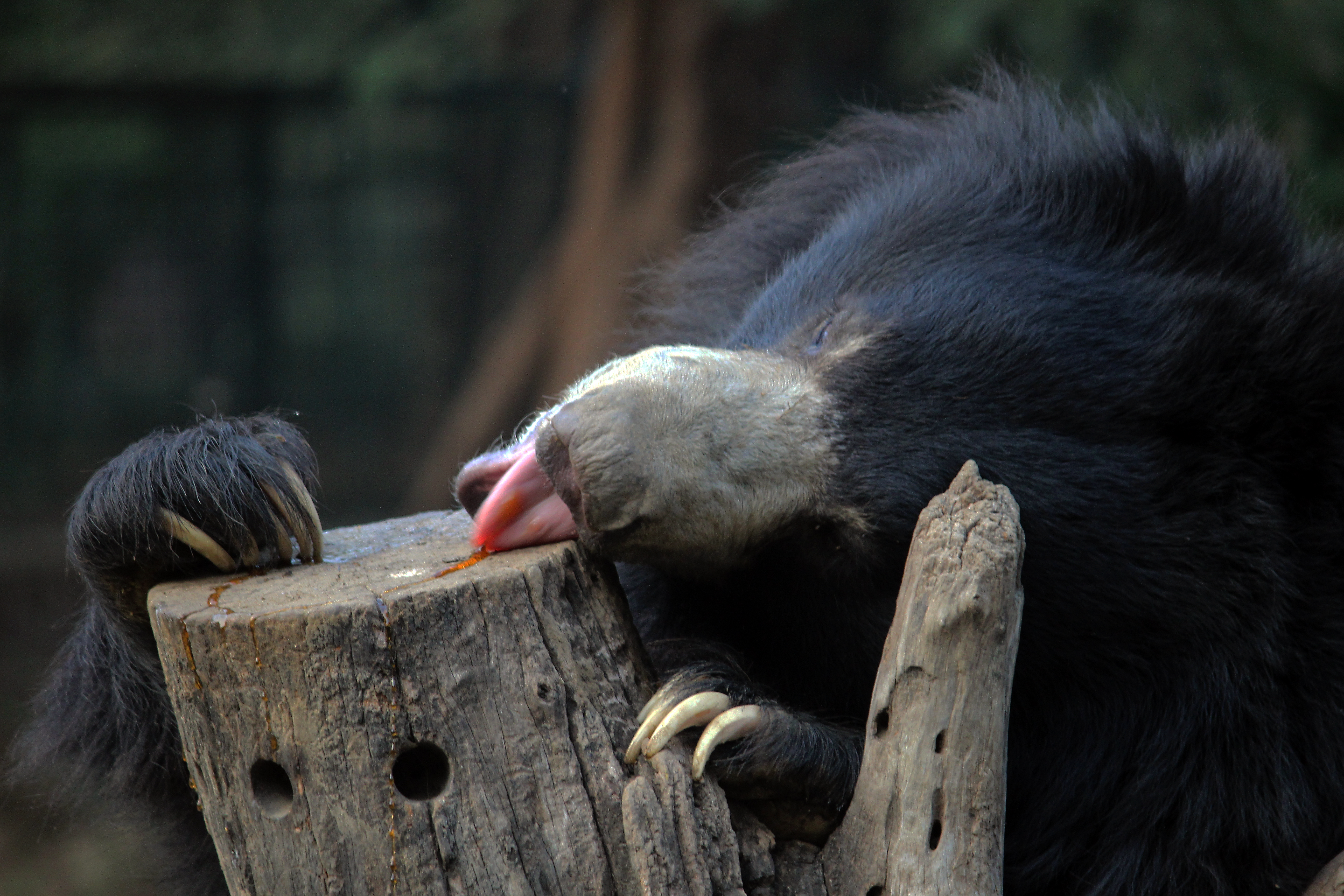 Agra Bear Rescue Facility