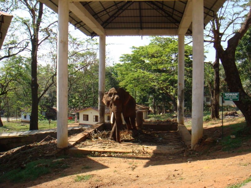 Wildlife SOS Elephant Conservation and Care Centre