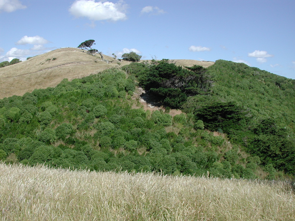 Matiu / Somes Island